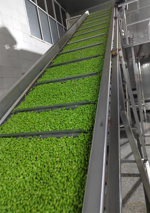 Workers sorting edamame pods